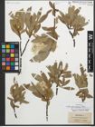 Foto von Salix glaucosericea Flod.